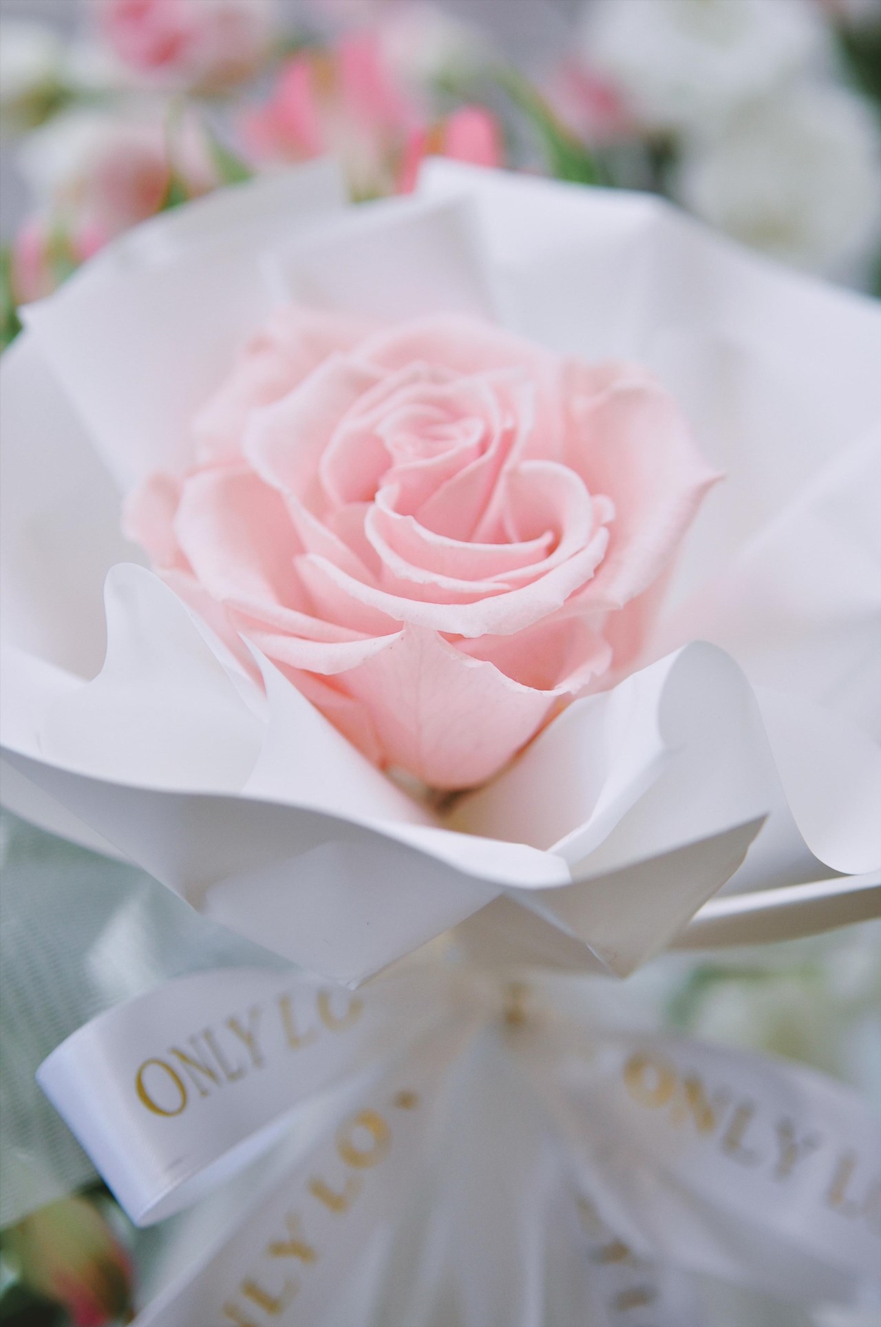 ｜永生花｜唯愛單隻永生花束